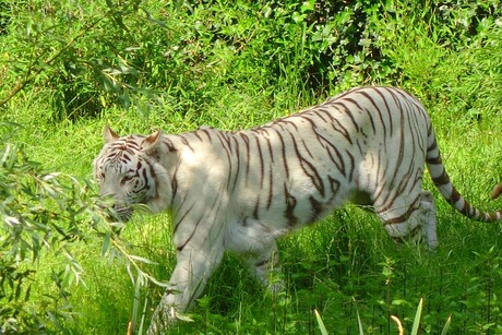 dierentuin