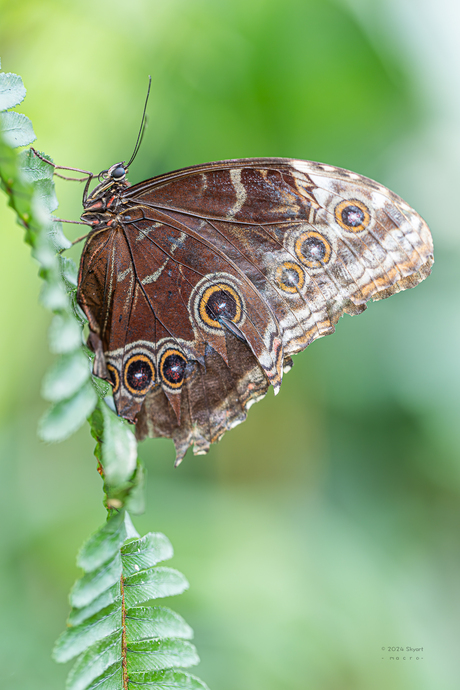 Morpho pheleides