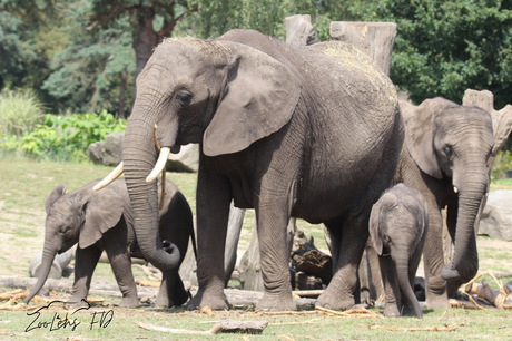 Olifanten familie🐘🩶