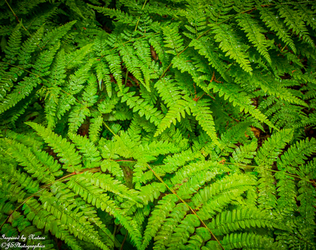 Fresh green
