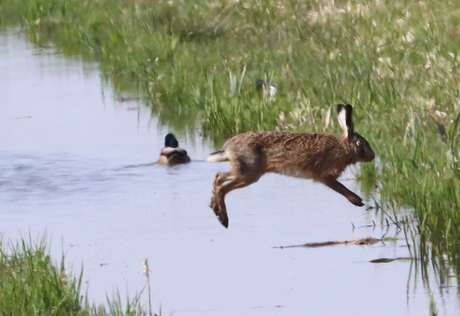 slootje springen van Haas