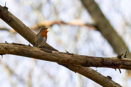 Roodborst zingt uit volle borst