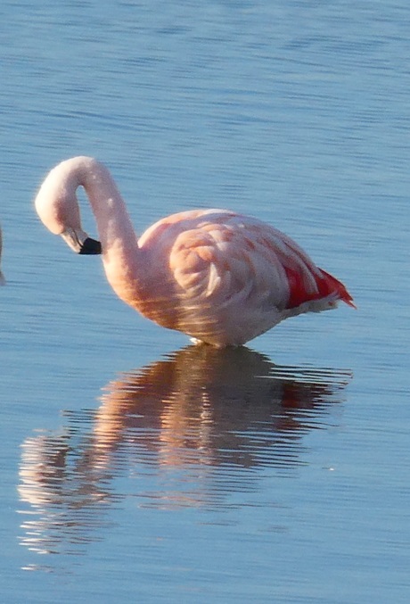 Wilde flamingo