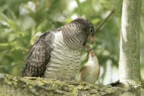 Koekoeksjong met pleegouder