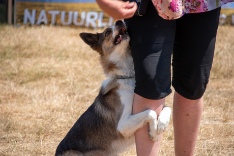 Honden dessuur