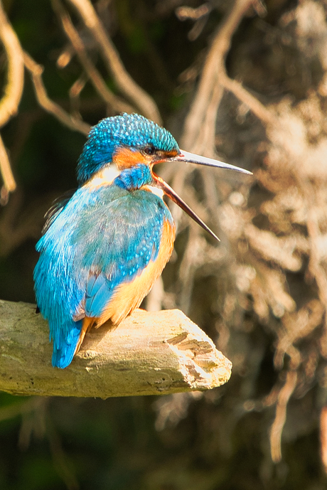 Roepende ijsvogel 