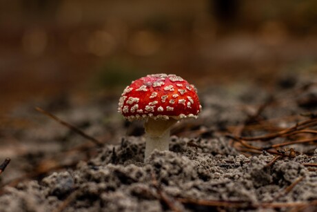 Rood met witte stippen