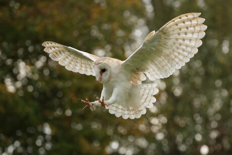 kerkuil zet landing in