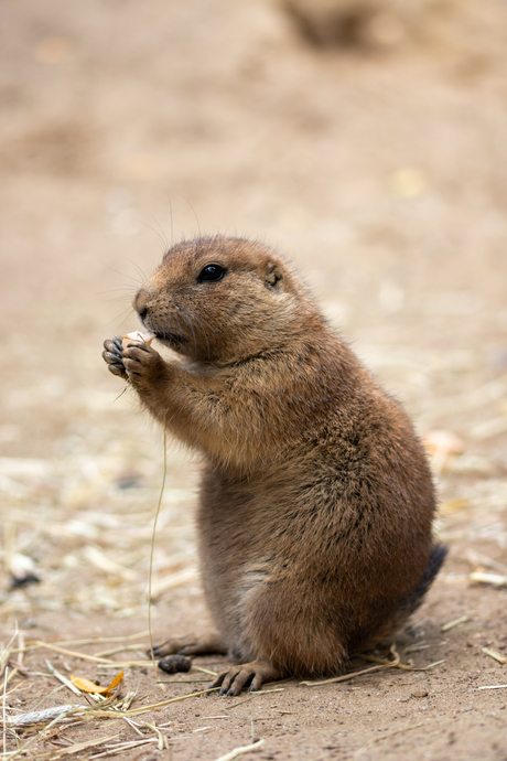 Prariedog close-up