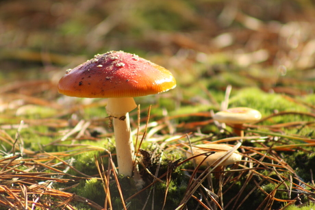 Ultieme herfst gevoel