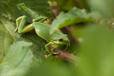 Walk like a .......... tree frog!