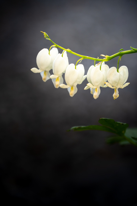 Dicentra spectabilis ('Alba')...