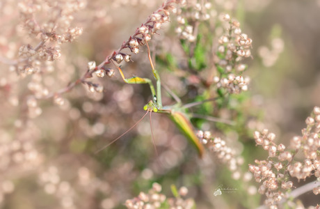 De Europse bidsprinkhaan