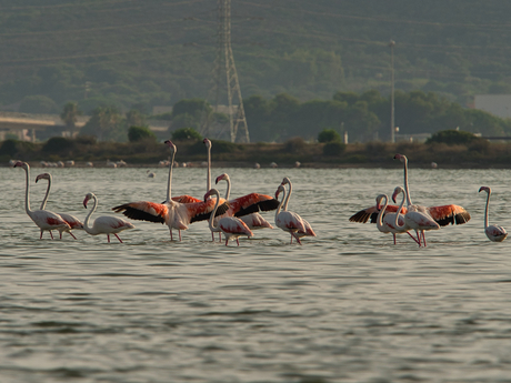 Flamingo's