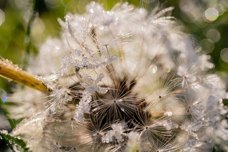 paardebloem met ijsparapluutjes