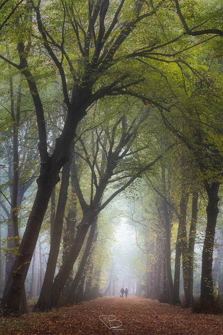 Wandeling in de mist