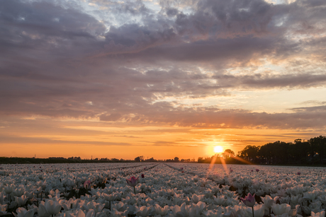 Tulpen bij zonsondergang