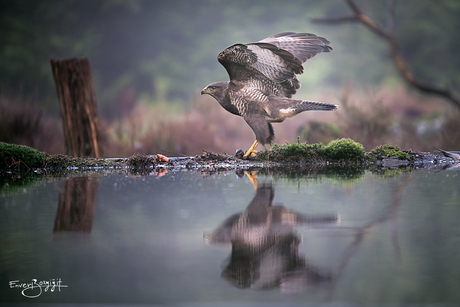 Buizerd