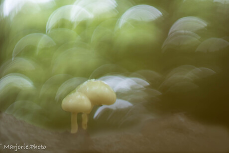 Twee kleine paddenstoelen