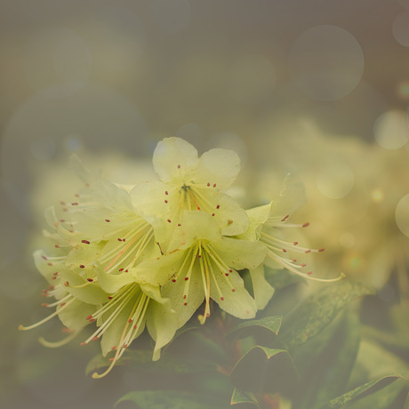 Rododendron