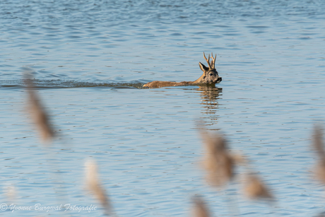 vreemde eend in de bijt..