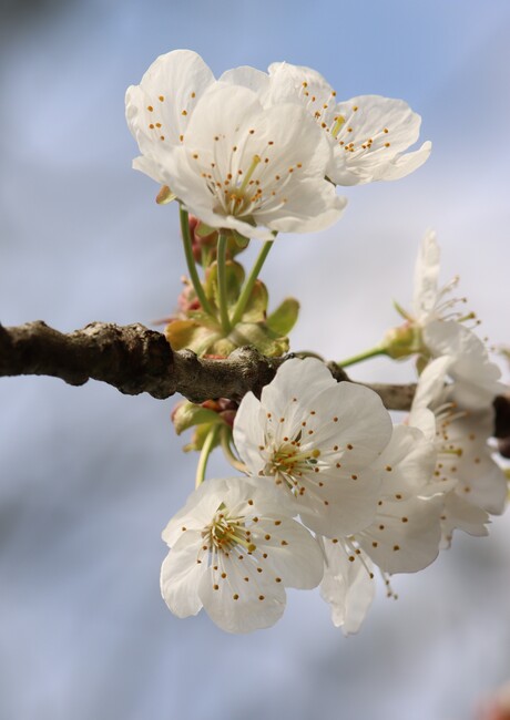 Kersenbloesem