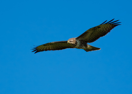 Jonge buizerd.