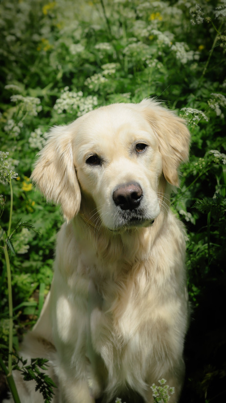 Golden Bobby