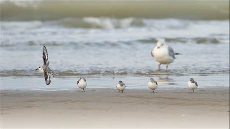 Drieteenstrandlopertjes