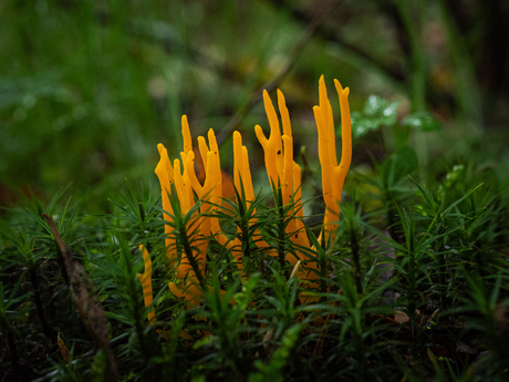 Kleverig koraalzwammetje