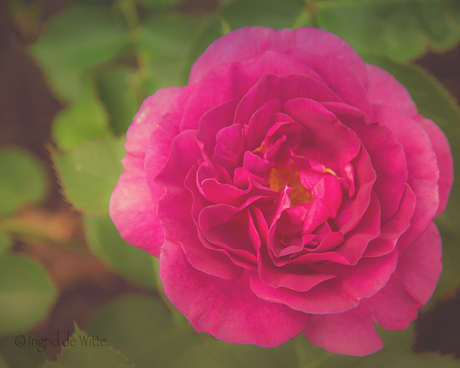 dreamy rose