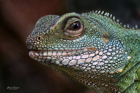 Close-up Groene Wateragaam