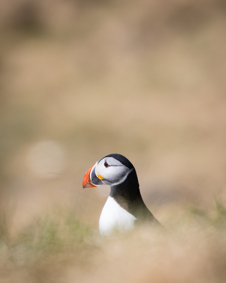 Puffin op Vigur Island