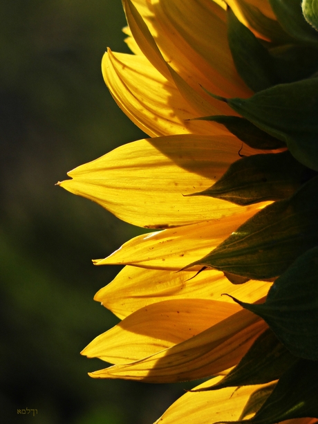 Zonnebloem