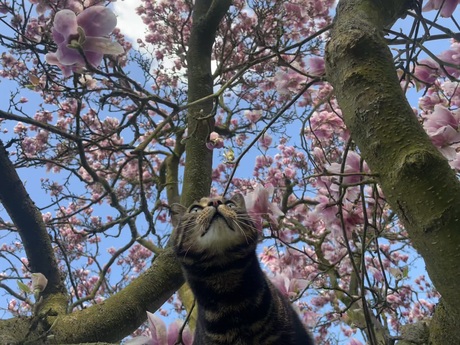 Cat magnolia 