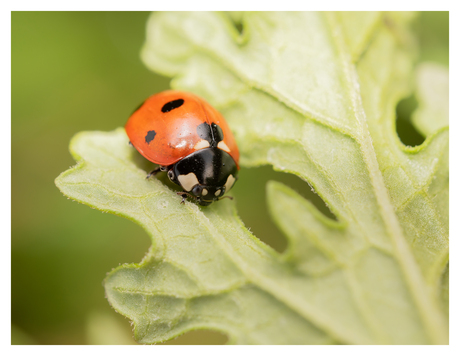 Lieveheersbeestje onder het blad