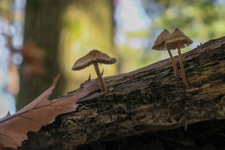 PRACHTIGE  HERFSTKLEUREN