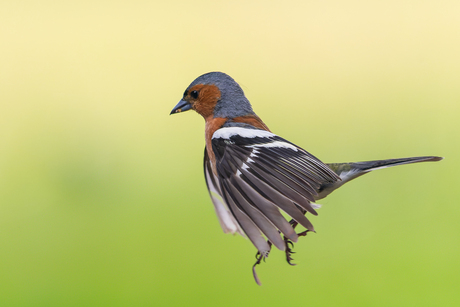 Vink