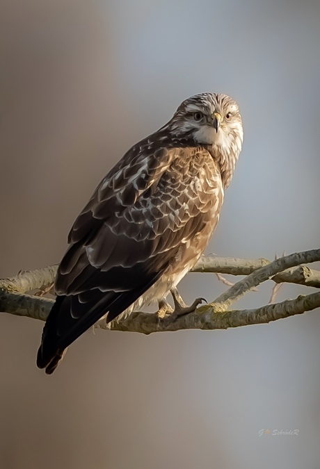 Buizerd