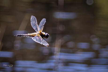 Libelle