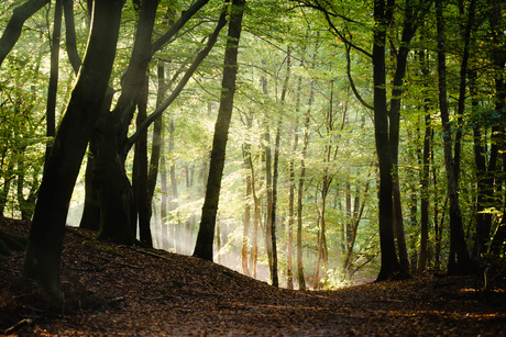 Het bos