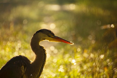 Reiger