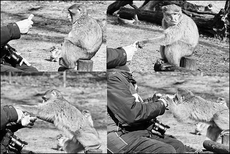 in de dierentuin.........................