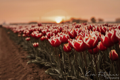 Tulpen bij zonsondergang 