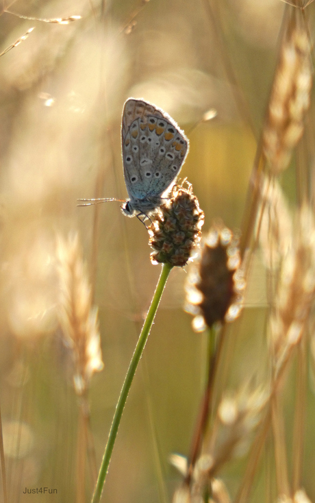 Sunshine time........