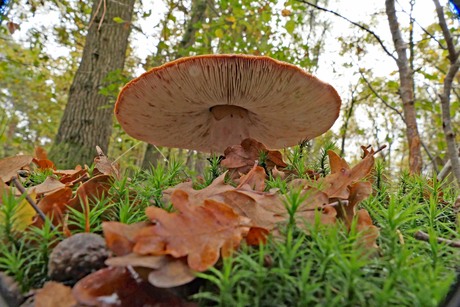 deze prachtige paddenstoel heb ik van onder gefotografeerd om de lamellen goed te laten zien.