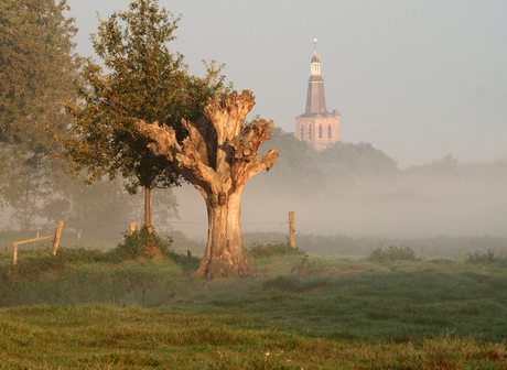 Oude Knotwilg 