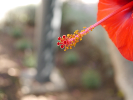 Bloem in kasteeltuin