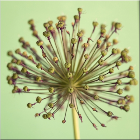 Uitgebloeide Allium (sierui) 