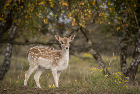 Bambi